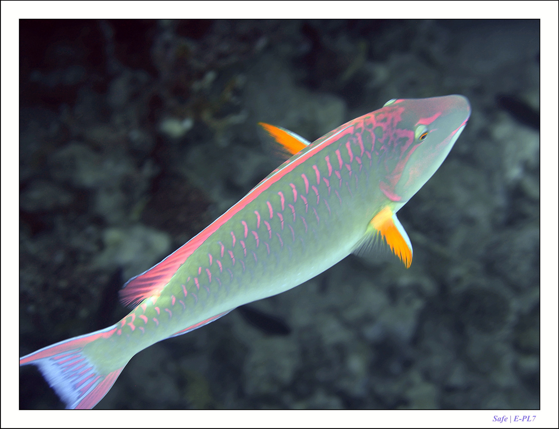 2023 - 03 - Charm El Sheikh - 48